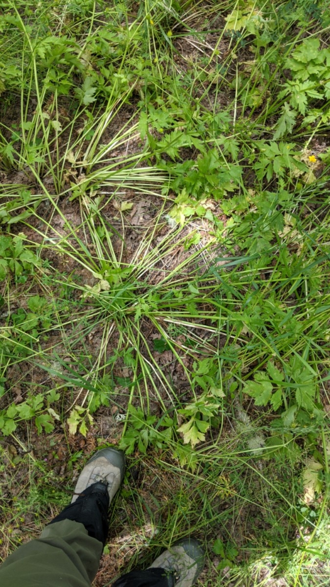 Ranunculus orthorhynchus var. bloomeri