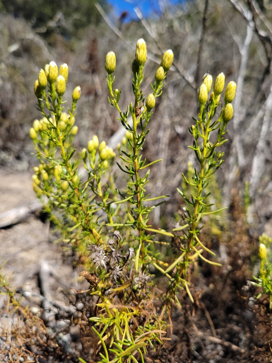 Ericameria fasciculata