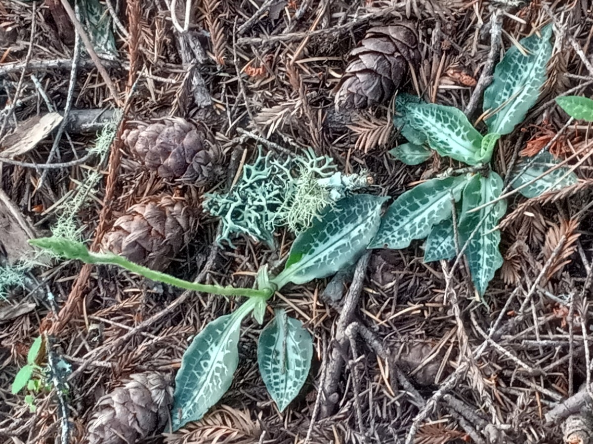 Goodyera oblongifolia