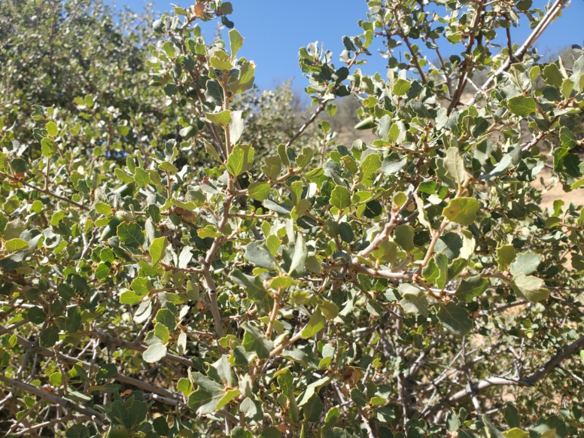 Quercus Xalvordiana