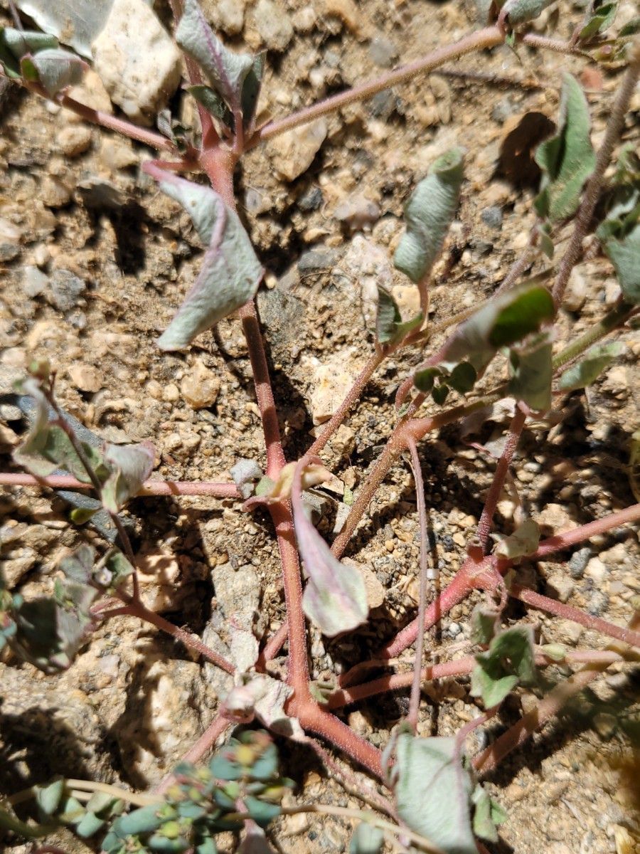 Boerhavia triquetra var. intermedia