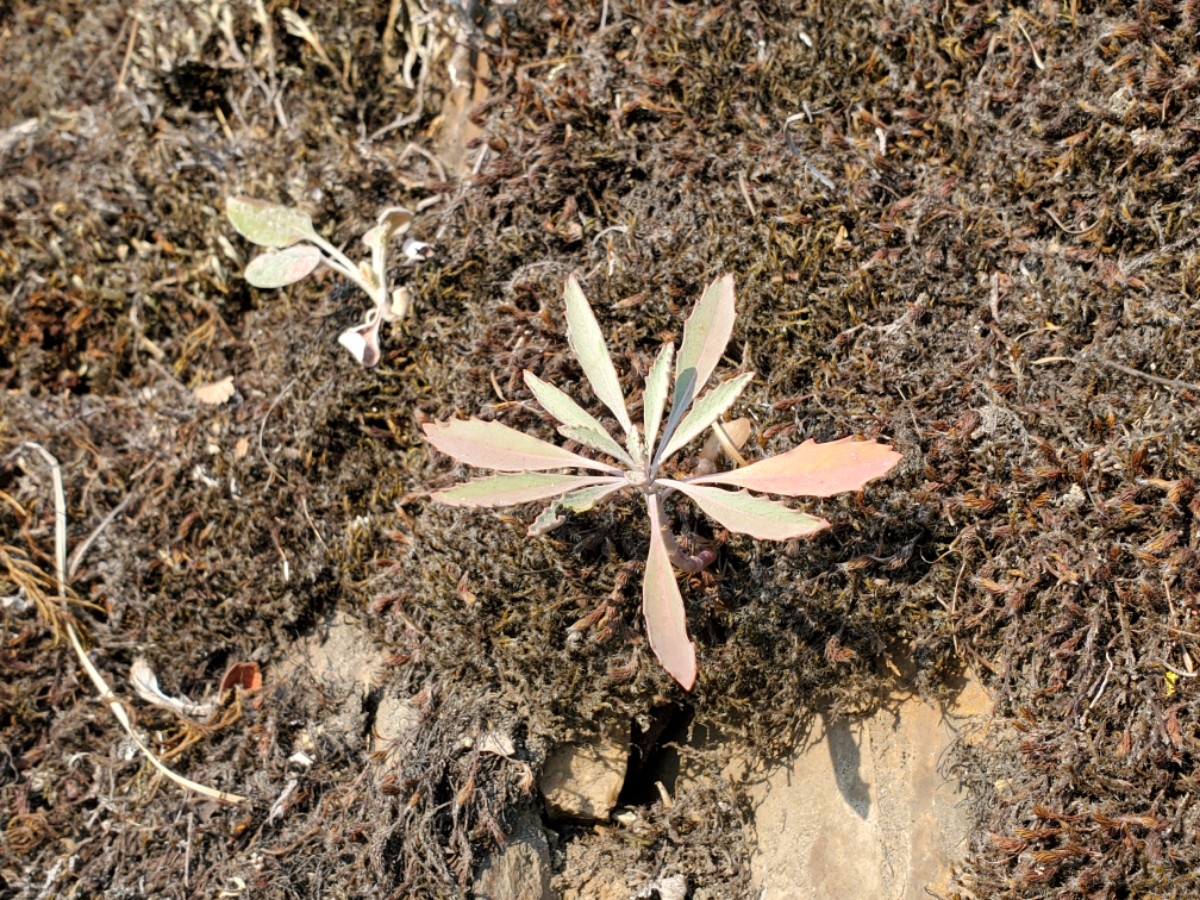 Streptanthus oblanceolatus