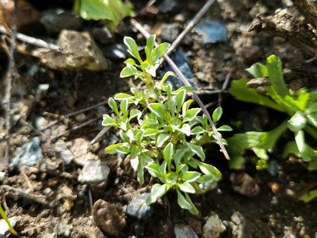 Hesperevax sparsiflora var. sparsiflora
