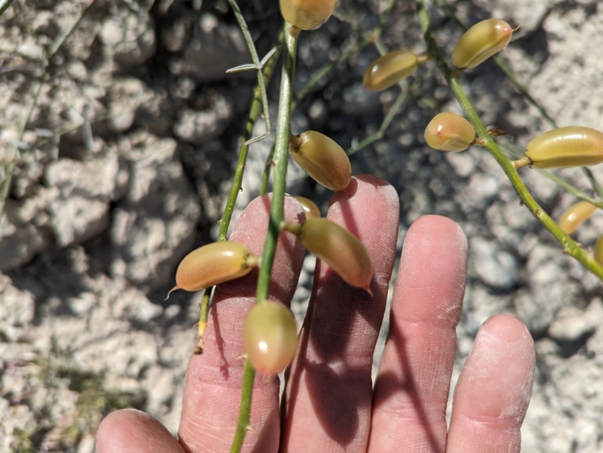 Astragalus serenoi