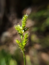 Carex deweyana ssp. leptopoda