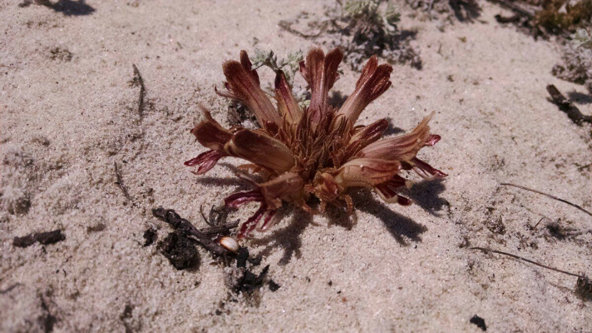 Aphyllon californicum ssp. feudgei