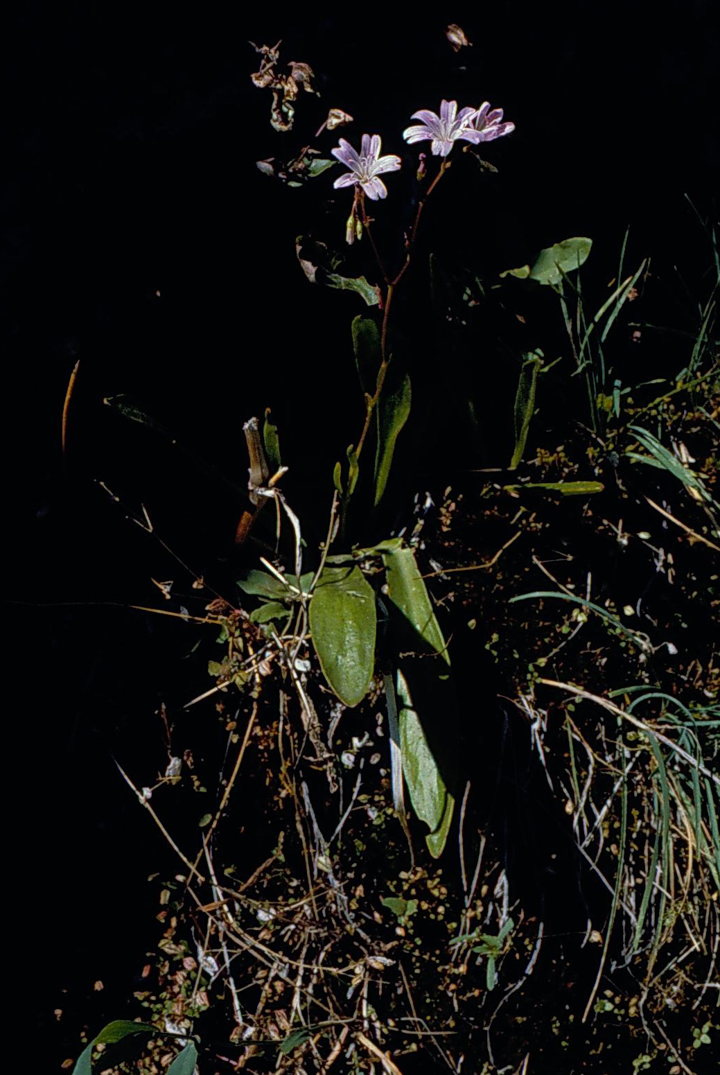 Lewisia congdonii
