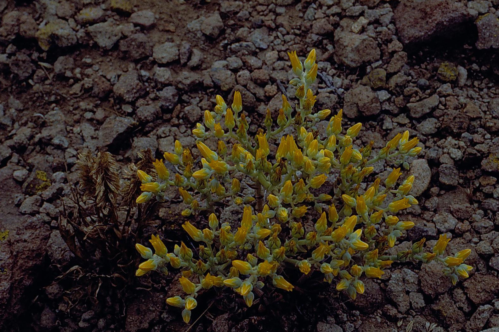 Dudleya cymosa ssp. marcescens