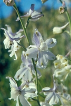 Delphinium parryi