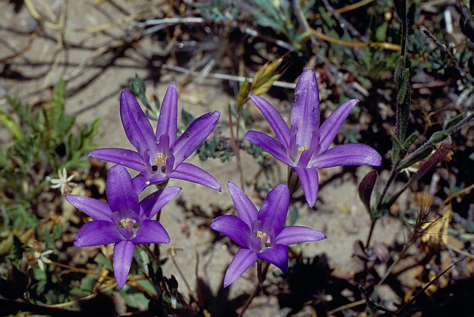 Brodiaea jolonensis