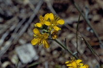 Physaria kingii