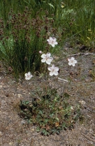 Geranium californicum