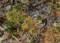 Trifolium suffocatum