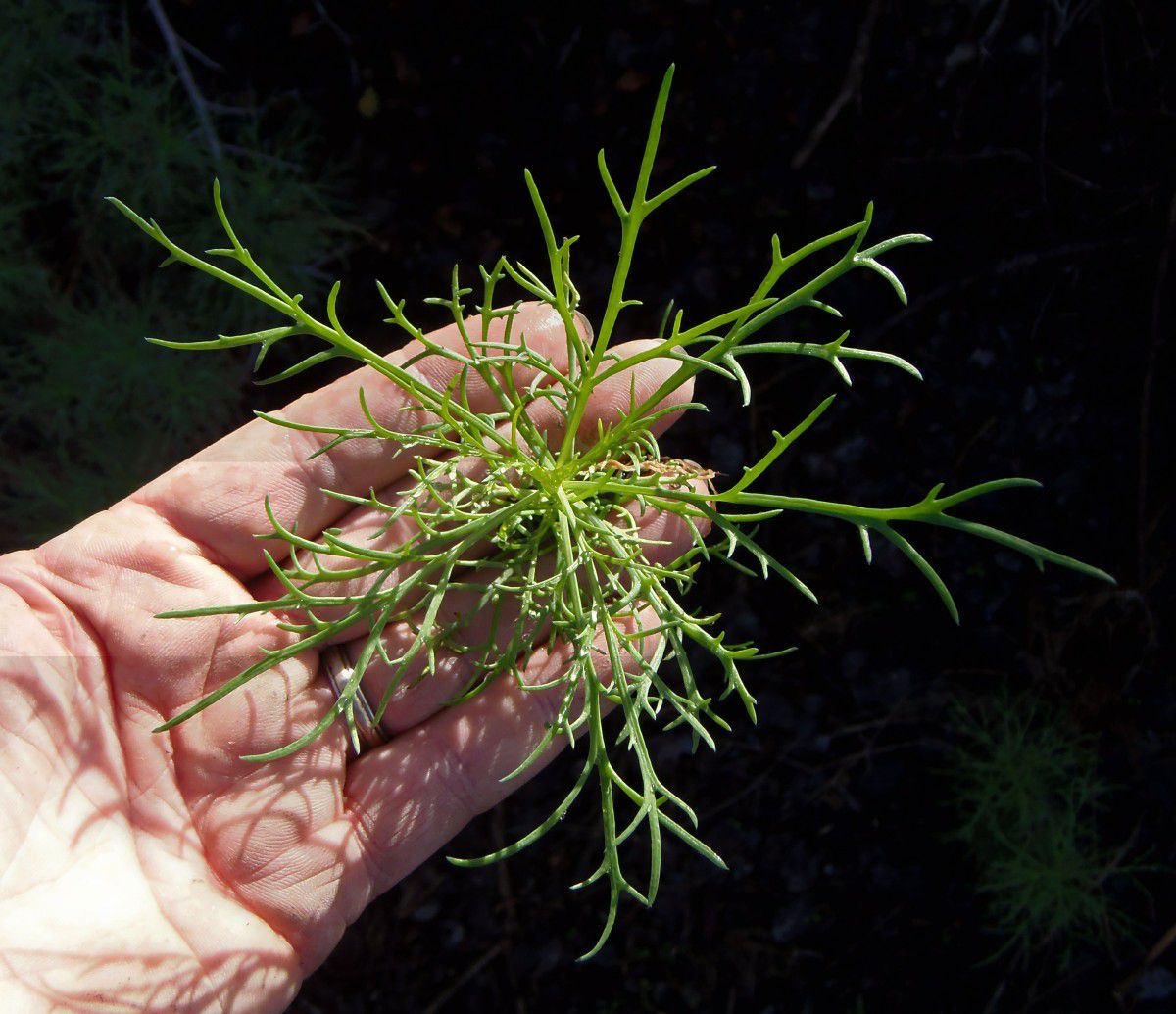 Argyranthemum foeniculaceum