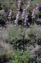 Penstemon grinnellii ssp. scrophularioides