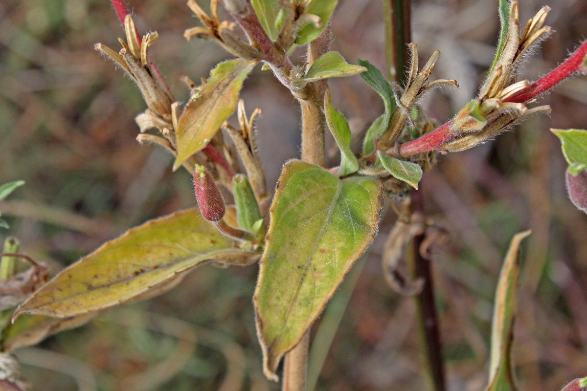 Oenothera elata ssp. hirsutissima