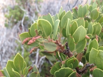 Arctostaphylos parryana ssp. desertica