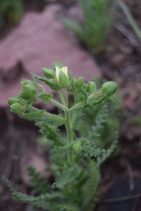 Emmenanthe penduliflora