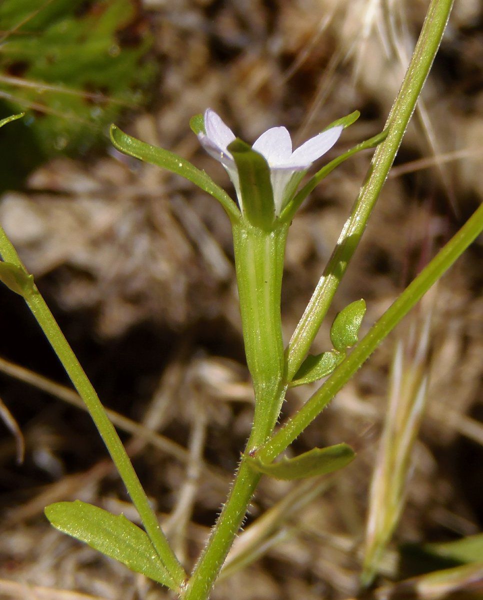 Githopsis diffusa ssp. candida