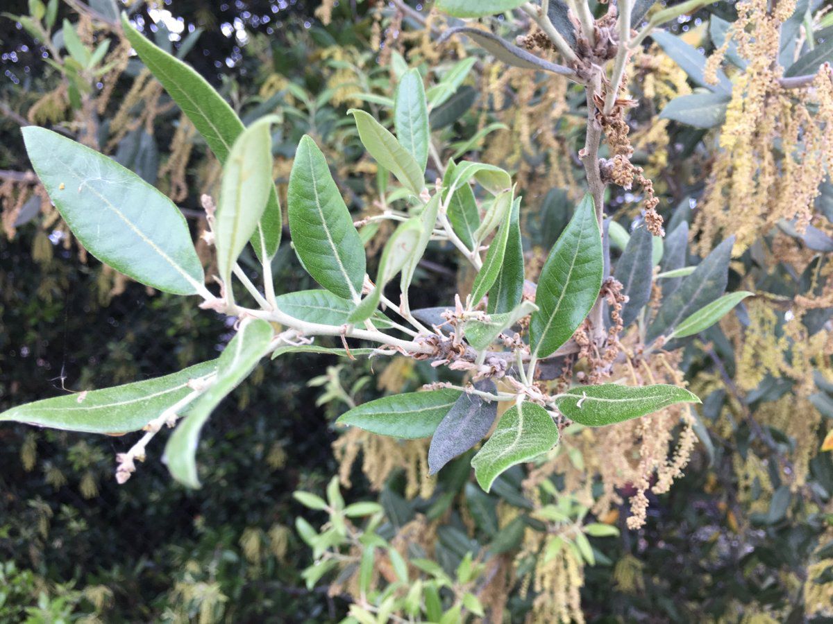 Quercus chrysolepis