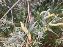 Salix exigua var. hindsiana