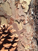 Pinus ponderosa var. benthamiana