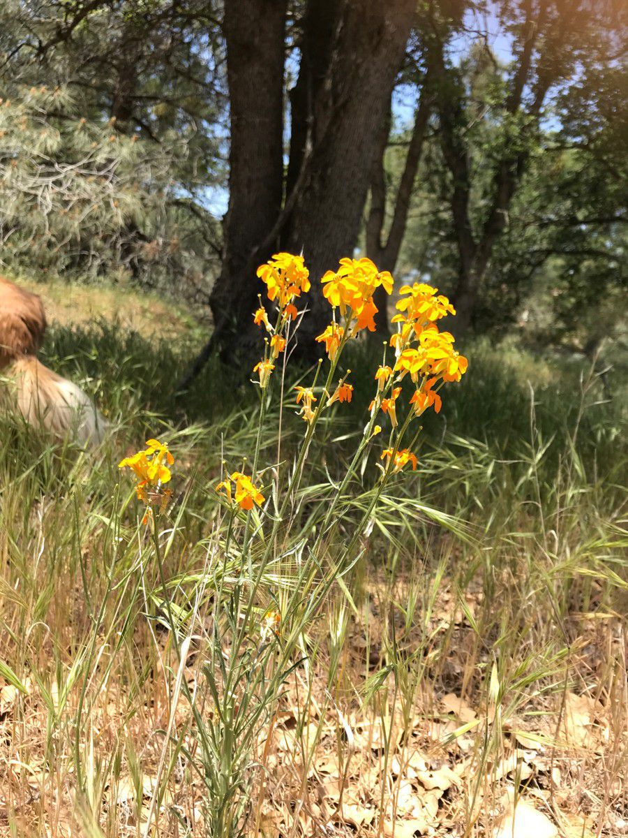 Erysimum capitatum