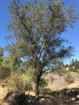 Quercus wislizeni var. wislizeni