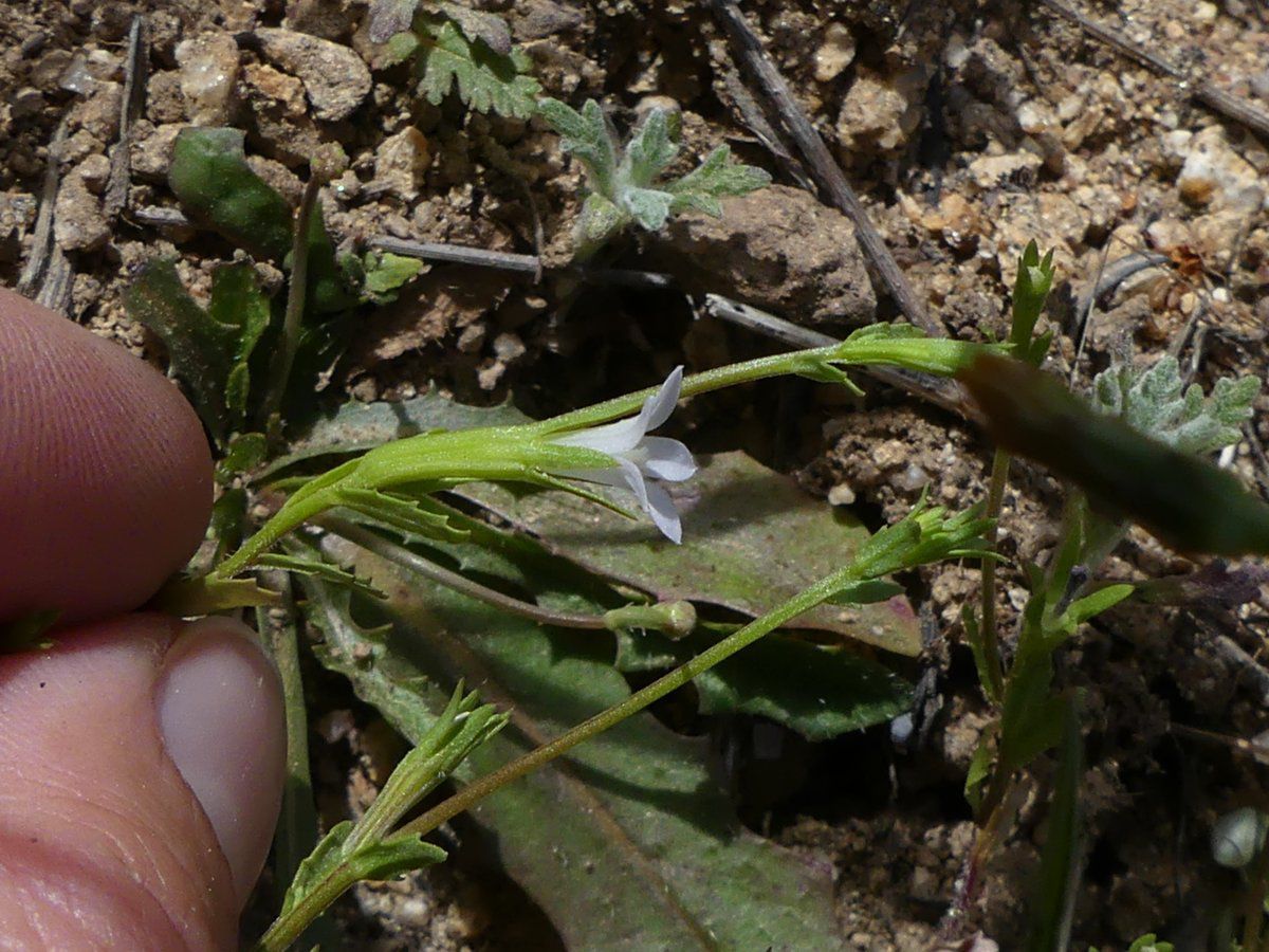 Githopsis diffusa ssp. candida