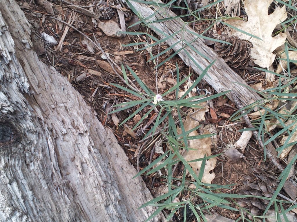 Lathyrus lanszwertii var. aridus