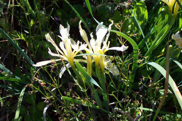 Iris hartwegii ssp. hartwegii