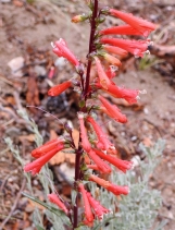 Penstemon eatonii ssp. undosus