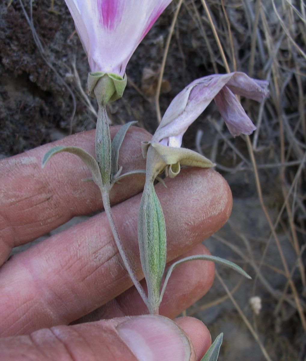 Clarkia amoena ssp. whitneyi