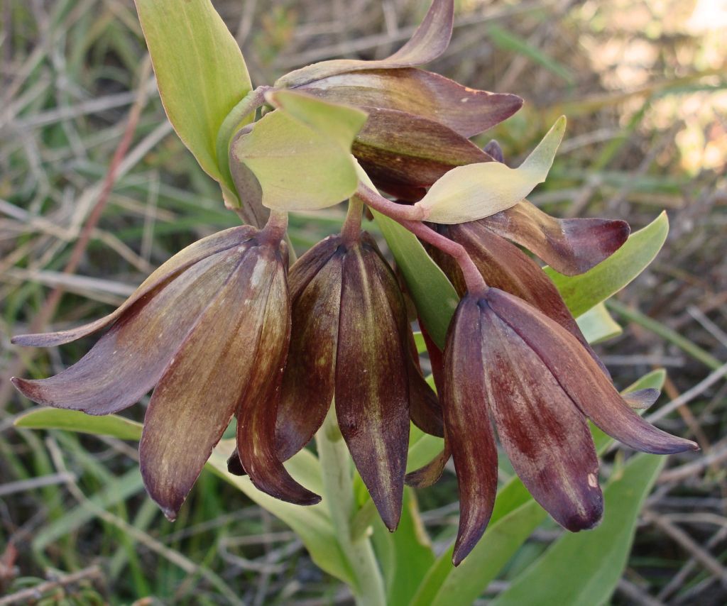 Fritillaria biflora var. biflora