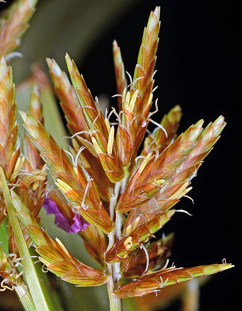Cyperus esculentus var. leptostachyus
