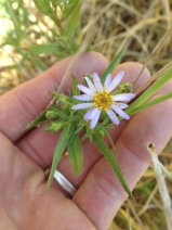 Aster chilensis