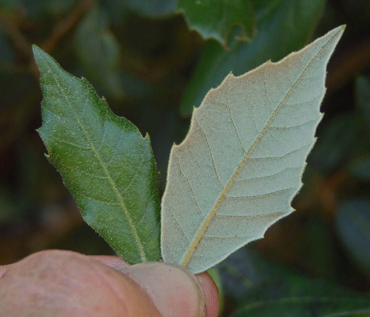 Quercus ilex Calflora
