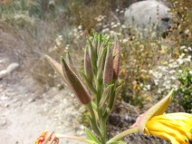 Oenothera villosa ssp. strigosa