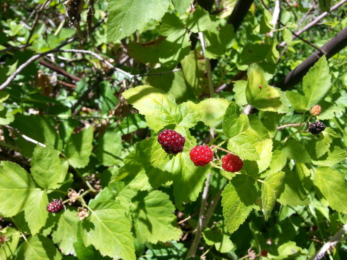 Rubus leucodermis