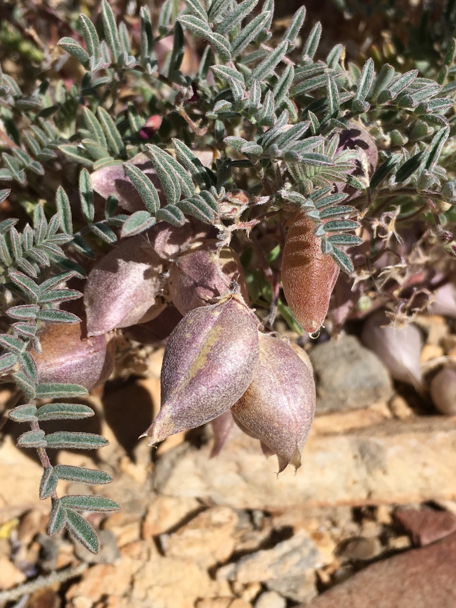 Astragalus gilmanii