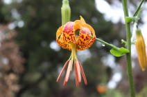 Lilium humboldtii