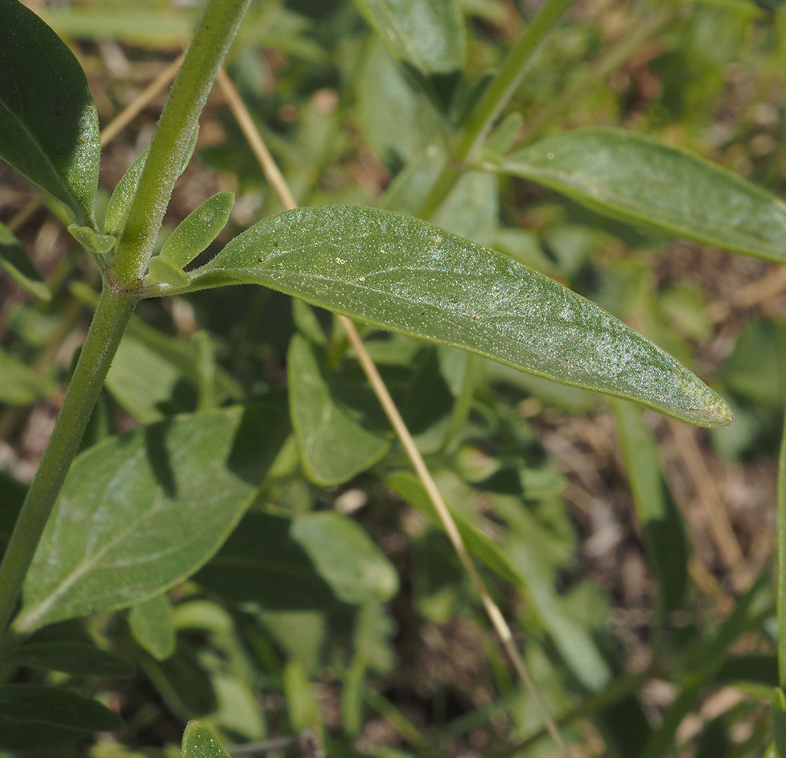 Monardella odoratissima ssp. pallida
