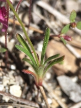 Eriogonum spergulinum ssp. reddingianum
