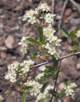 Prunus emarginata