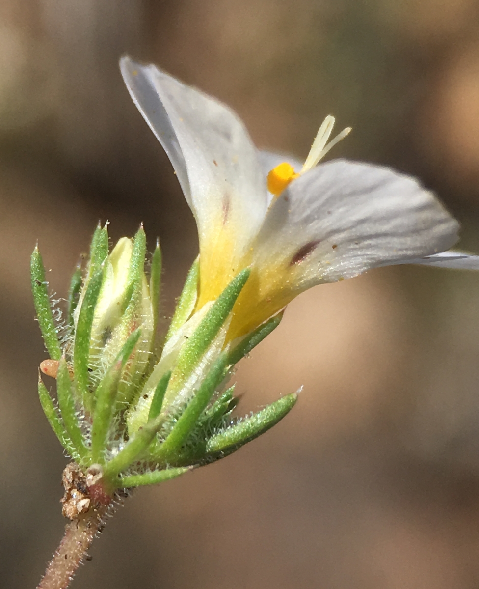 Linanthus killipii