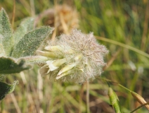 Trifolium eriocephalum