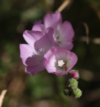 Sidalcea sparsifolia