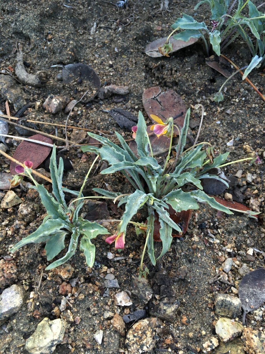 Viola pinetorum ssp. grisea