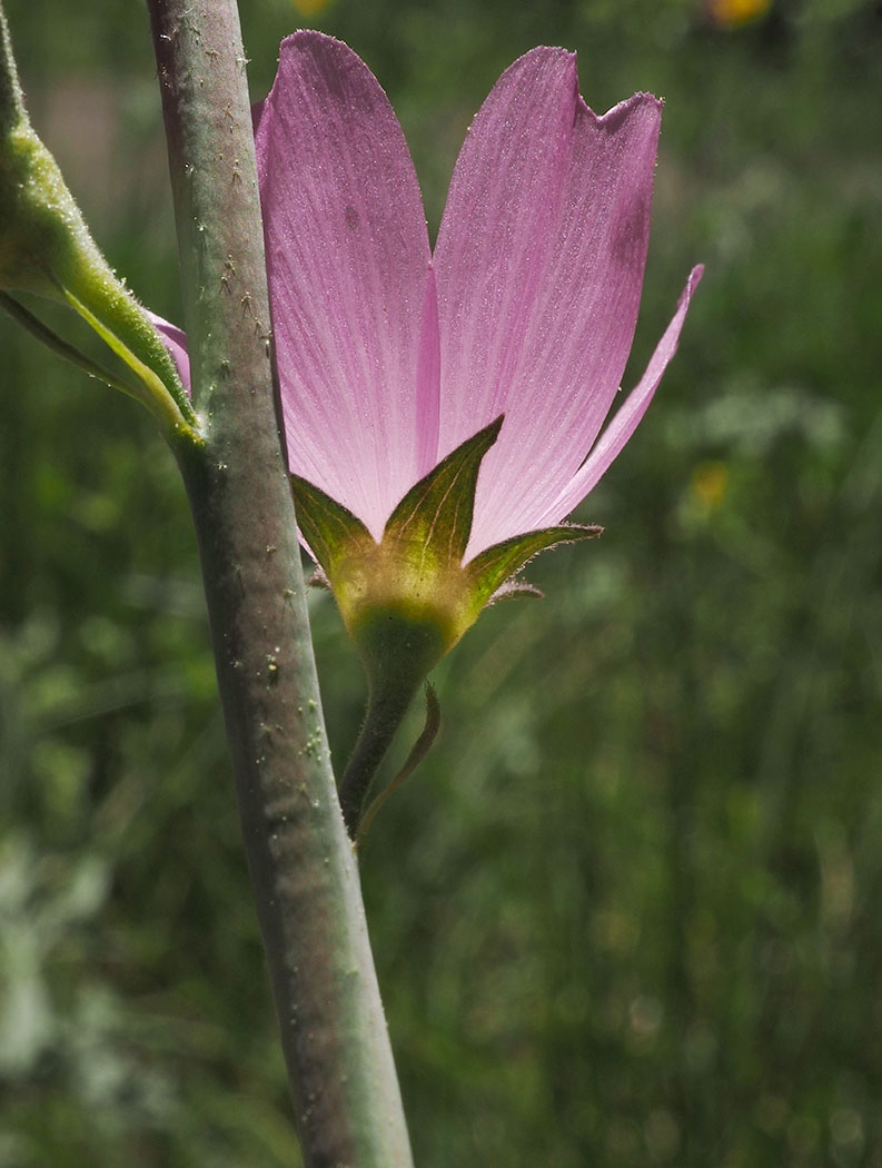 Sidalcea oregana ssp. oregana