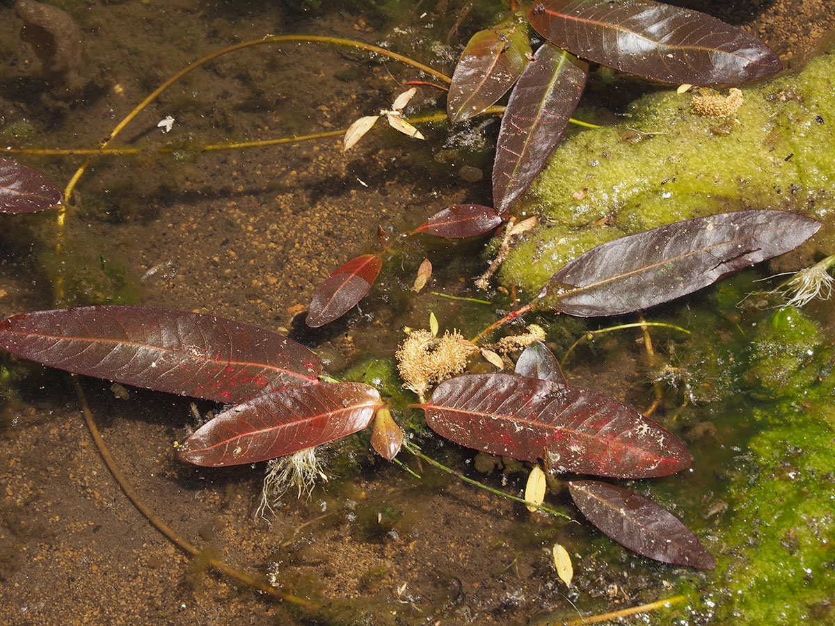 Persicaria amphibia